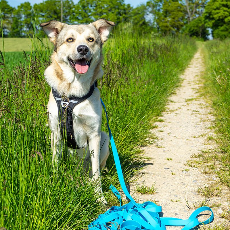 Pawz & Pepper Strong Tracking Line - Blue 5m length, 20mm width