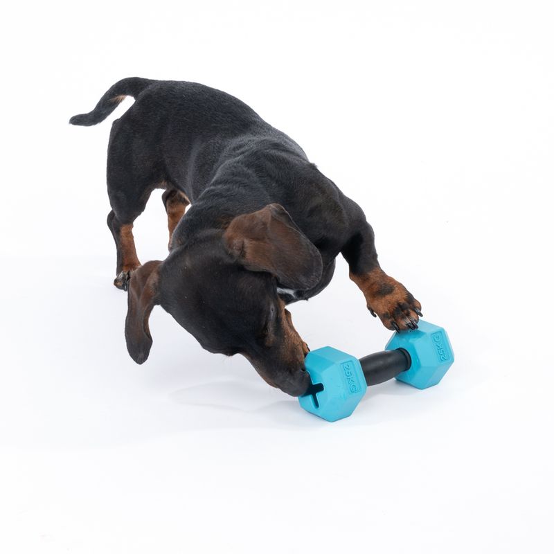 TIAKI Rubber Dumbbell Chew Toy 1 Toy