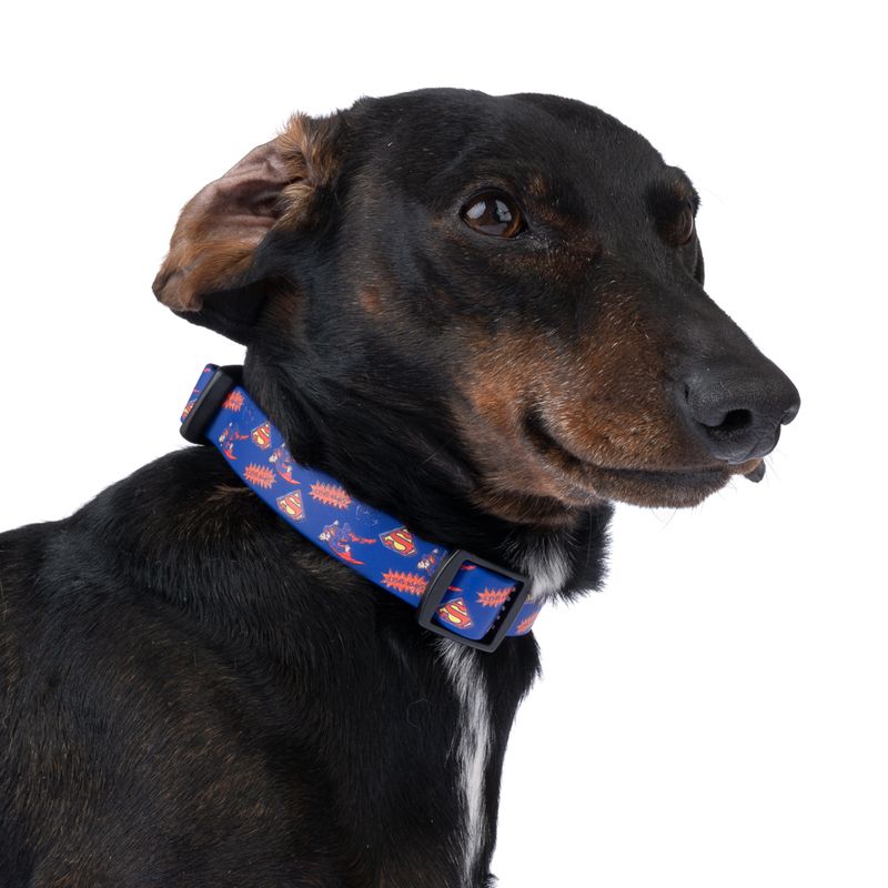 DC Superman Collar - Blue Size S: Neck Circumference 25 - 36 cm, Width 20mm