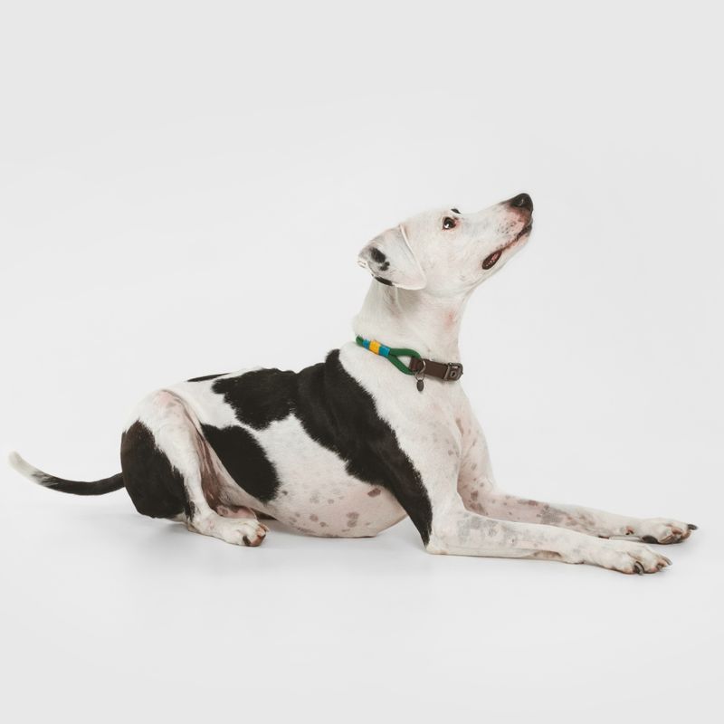 Nomad Tales Spirit Collar, pine Size XS: 30 - 36 cm neck circumference, W 30 mm