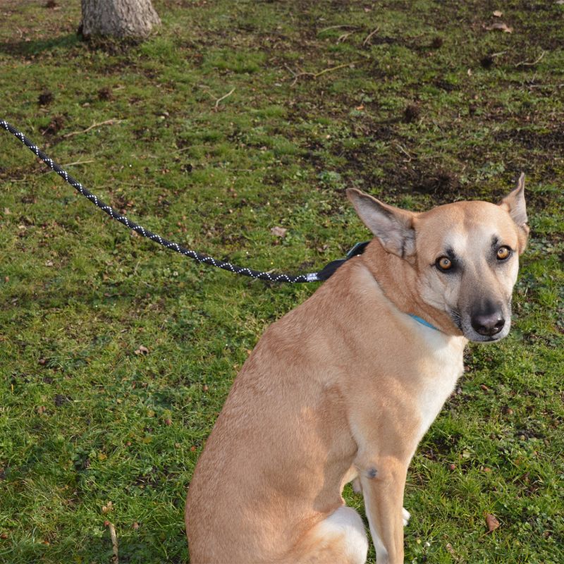 JULIUS-K9 IDC® Rope Lead Black: 120cm Length, diameter 10mm