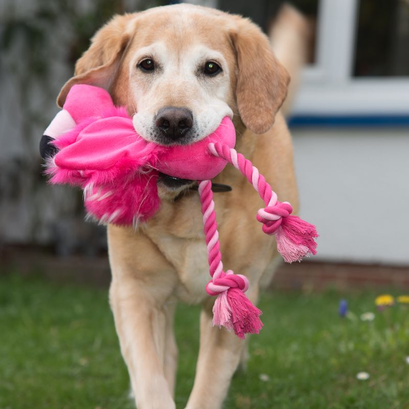 Flamingo Dog Toy with Rope 1 Toy