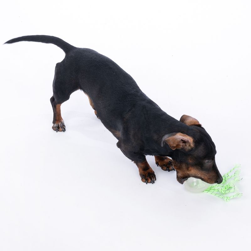 TIAKI Jellyfish Glow in the Dark Dog Toy 1 Toy