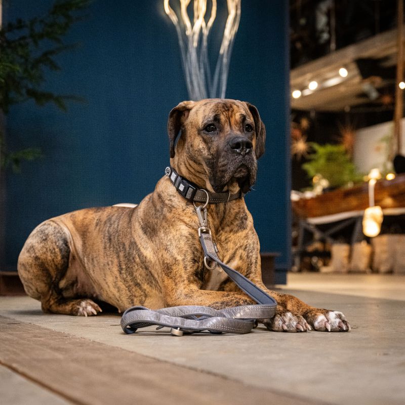 Max & Molly Smart ID Collar Matrix 2.0 - Stone S: 28-45cm Neck Circumference