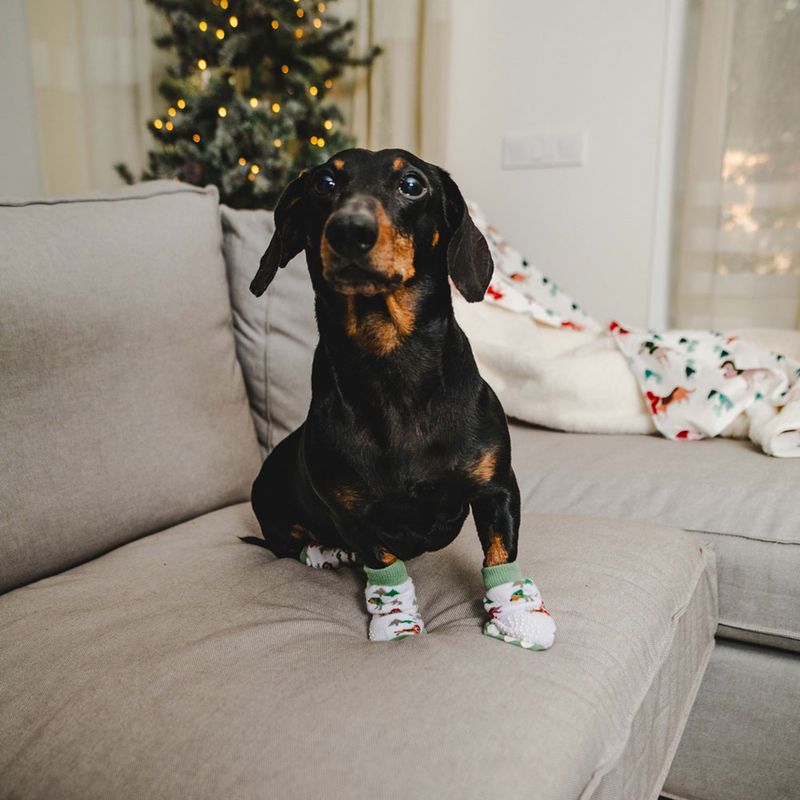 TIAKI Pet & Parent Winter Socks Set: Pet Socks (2 pairs) & Pawrent Socks (1 Pair)