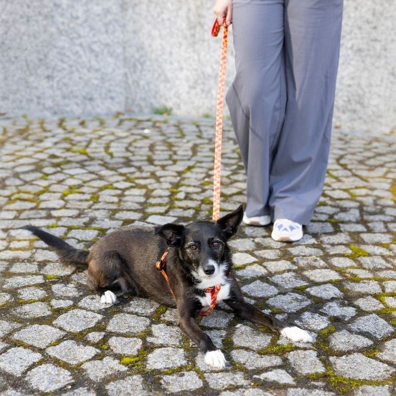 Harry Potter Gryffindor Dog Lead 200cm Length, 20mm Width