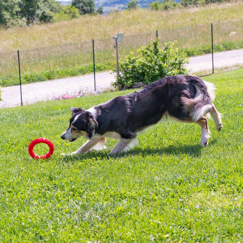 Ferplast Smile chewing ring, red Size S: diameter 12 x H 2.4 cm