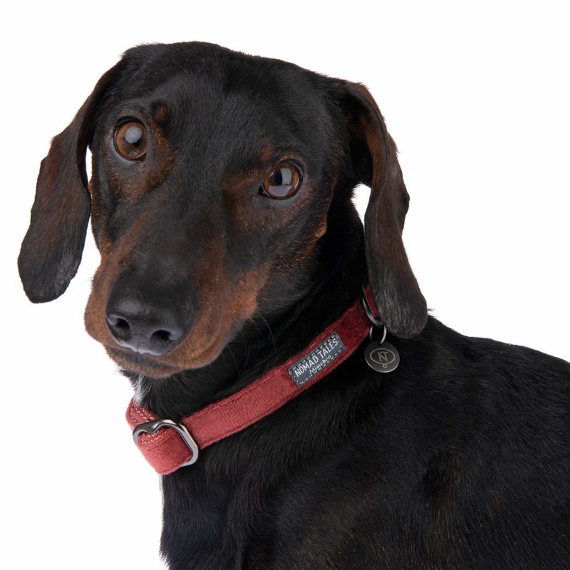 Nomad Tales Blush Collar, rosé Matching leash: 120 cm long, 15 mm wide