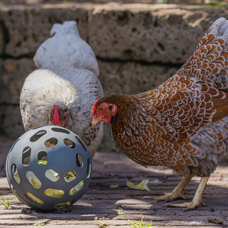 beeztees Snack Ball for Chickens 1 Ball