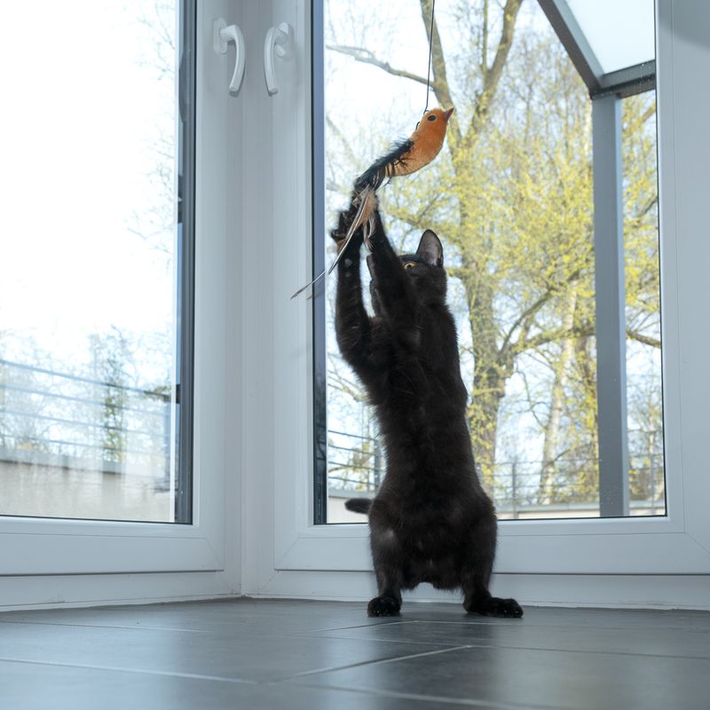 zooplus Basics 4-in-1 Interactive Cat Toy Dangler (95cm), 4 Attachments (each 15cm)