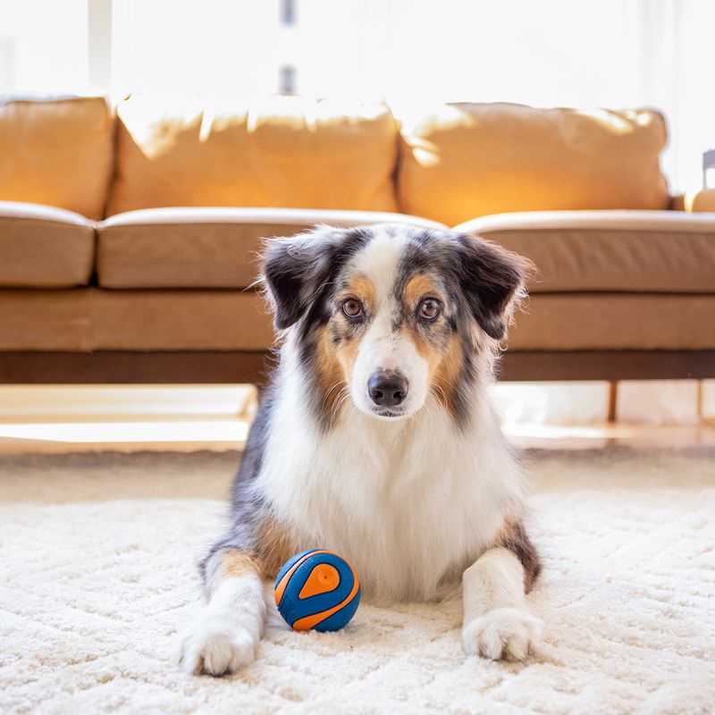 Chuckit! Ultra Ball Size S: 2 Balls, Diameter 5.1cm