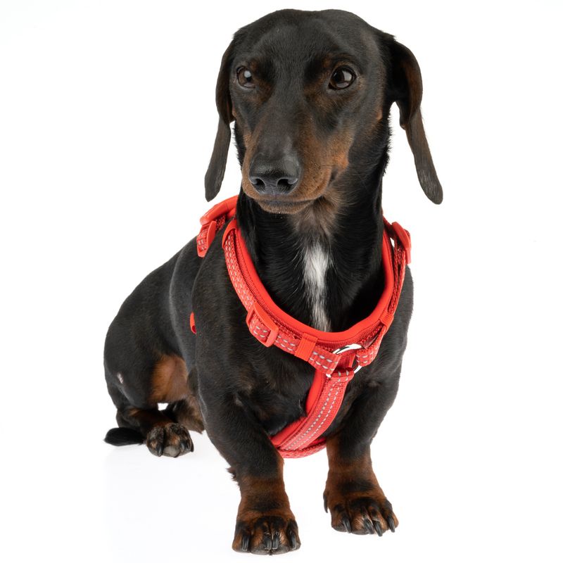 TIAKI Harness Neoprene - Red Size S: 32 - 56 cm chest circumference