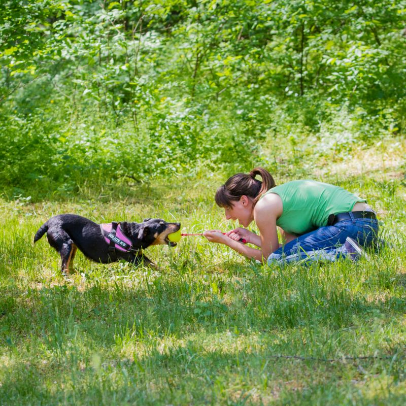 JULIUS-K9 IDC® Power Harness - Pink Size XS: Chest Circumference 40 - 53cm