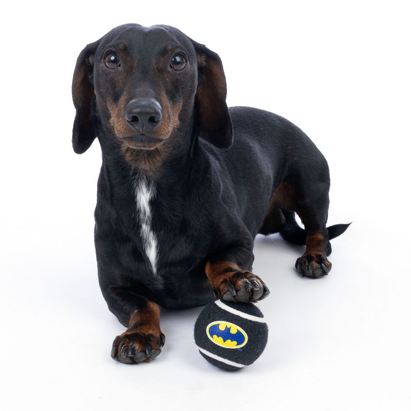 Warner Bros™ DC Batman Tennis Ball Set Set of 4 (each diameter 6.3cm)