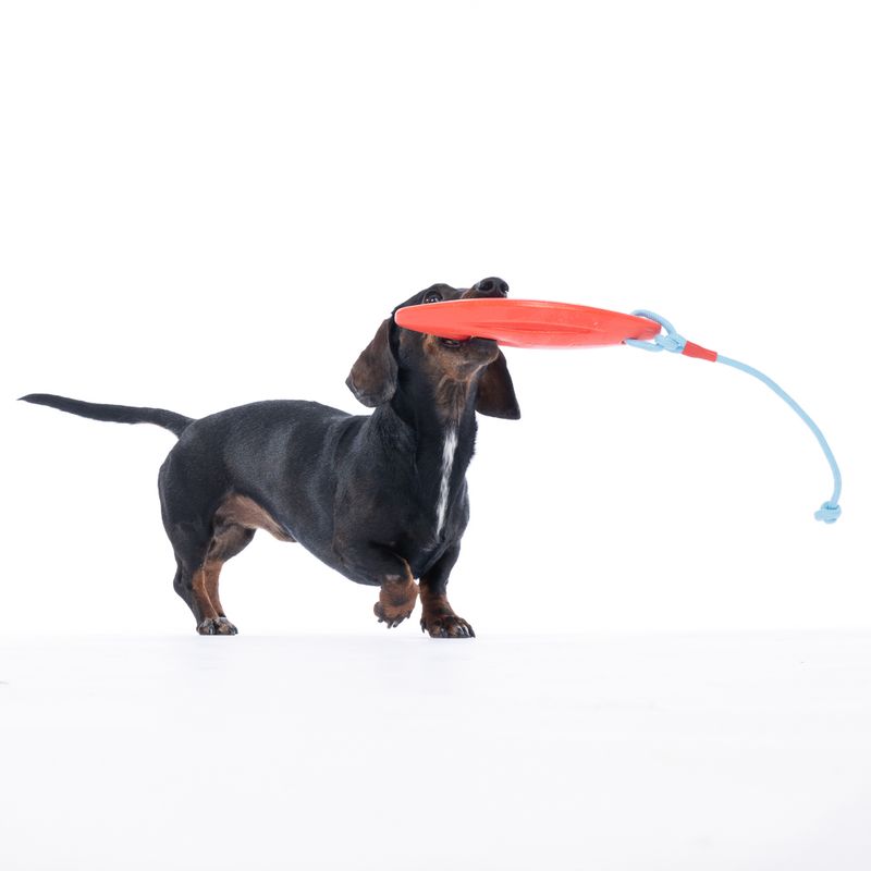 TIAKI Surfboard Dog Toy 55.5 x 10 x 5 cm (L x W x H)