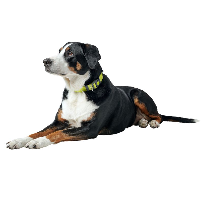 HUNTER Collar London - Lime Vario Basic Size M: 30 - 46cm neck circumference, 15mm wide