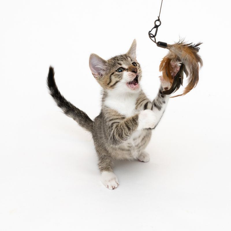 XXL 3-in-1 Cat Dangler Toy 1 Toy
