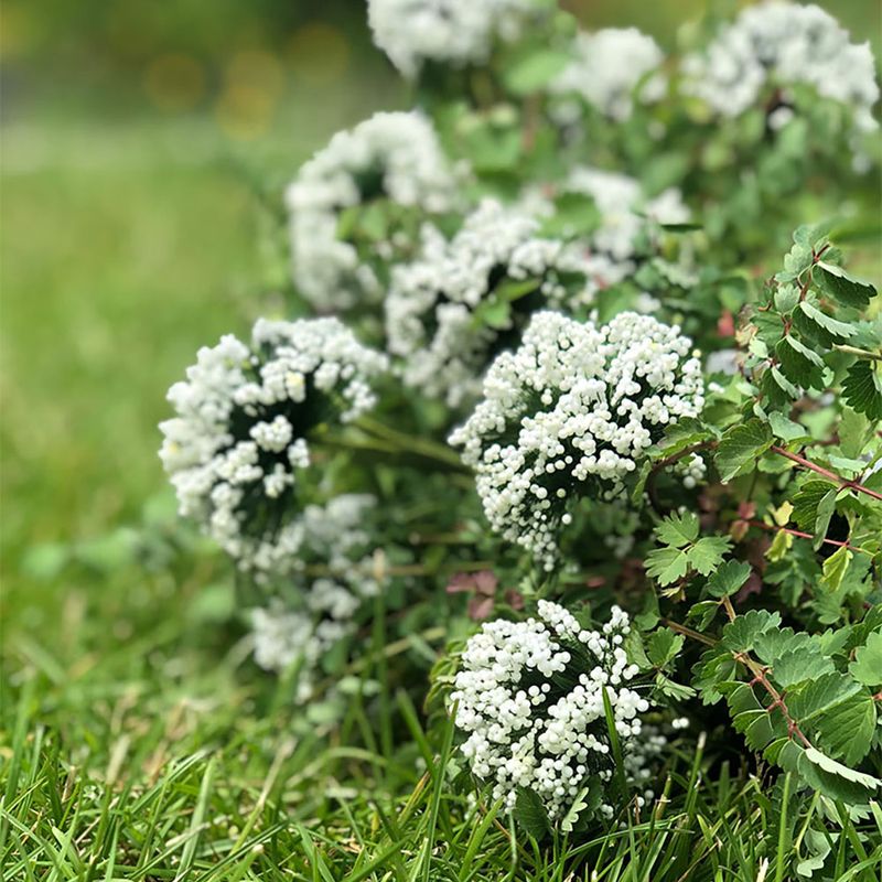 Aumüller Cat Play Pillow Leo Lion 1 piece