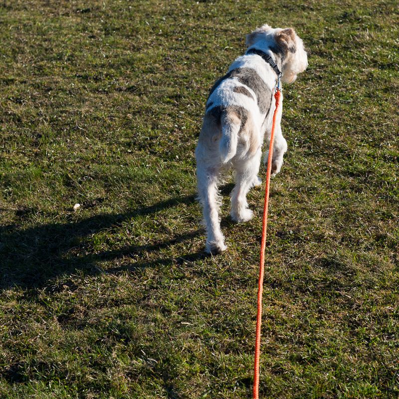 Heim Long Dog Training Lead - Orange 5m