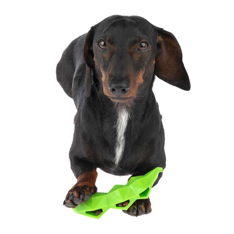 TIAKI Sniffing Toy Pea L 15.3 x W 4.5 x H 3.5 cm