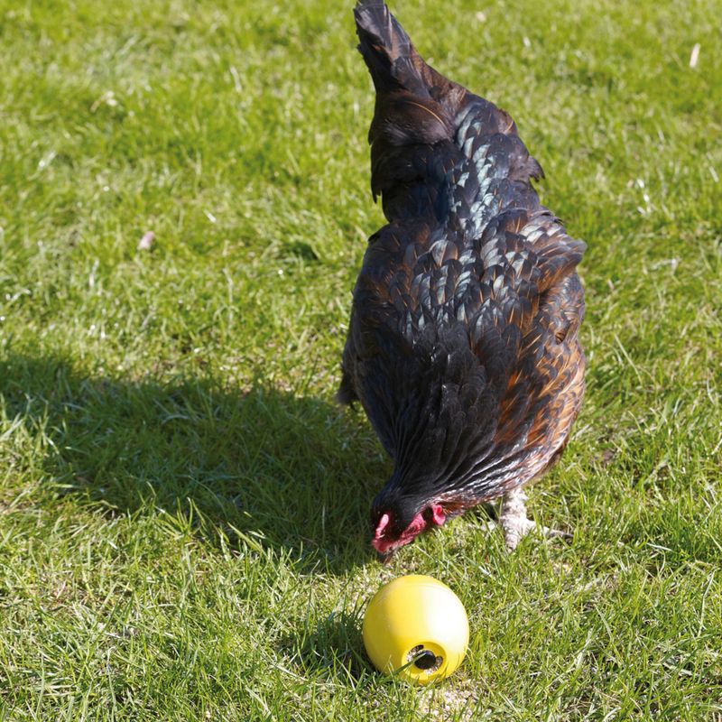 Savic Chicken Toy Chicken Fun 7 x 8cm (W x H)