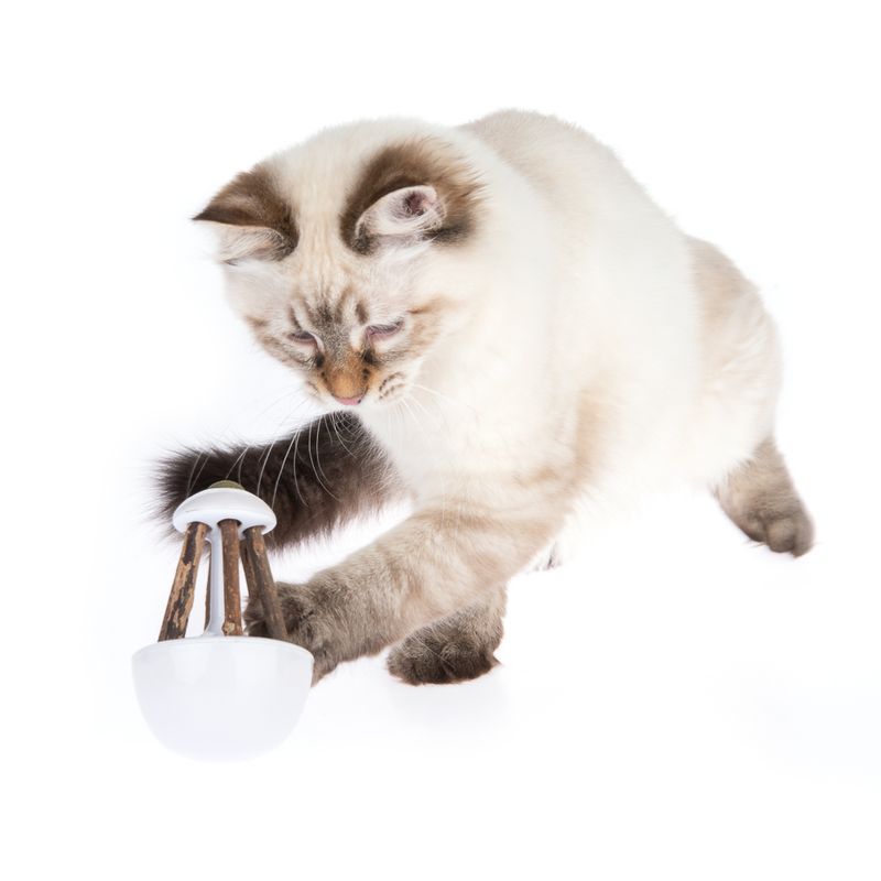 Rocky Cat Toy with Catnip 1 Toy