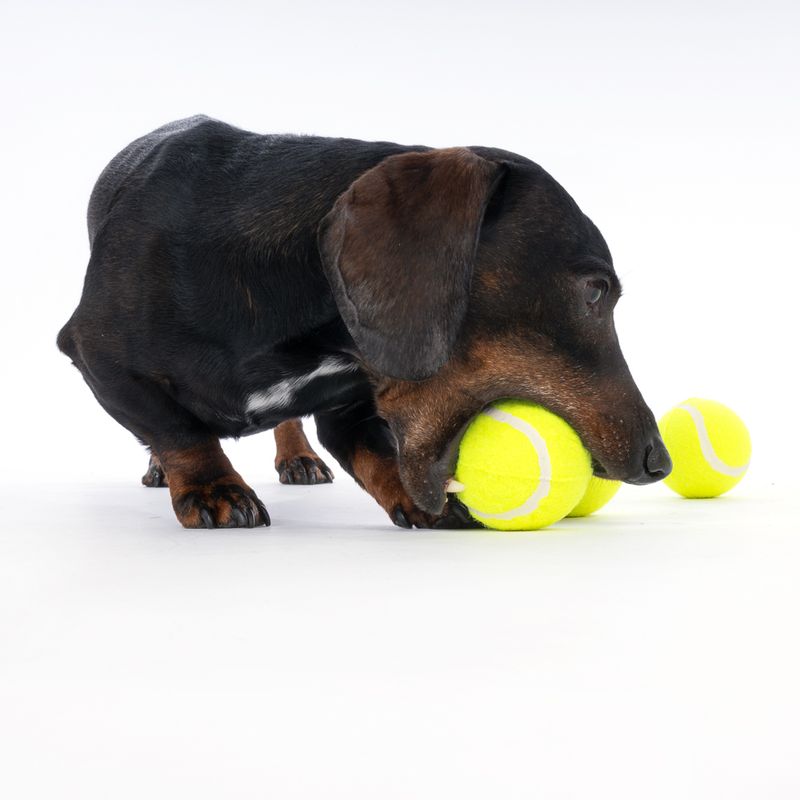 zooplus Basics Tennis Ball Set Set of 8