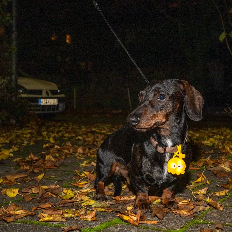 TIAKI Octopus Light Pendant 1 Pendant