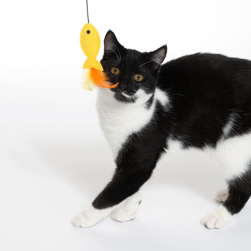 TIAKI Dangling Cat Toy with Door Mount 1 Toy