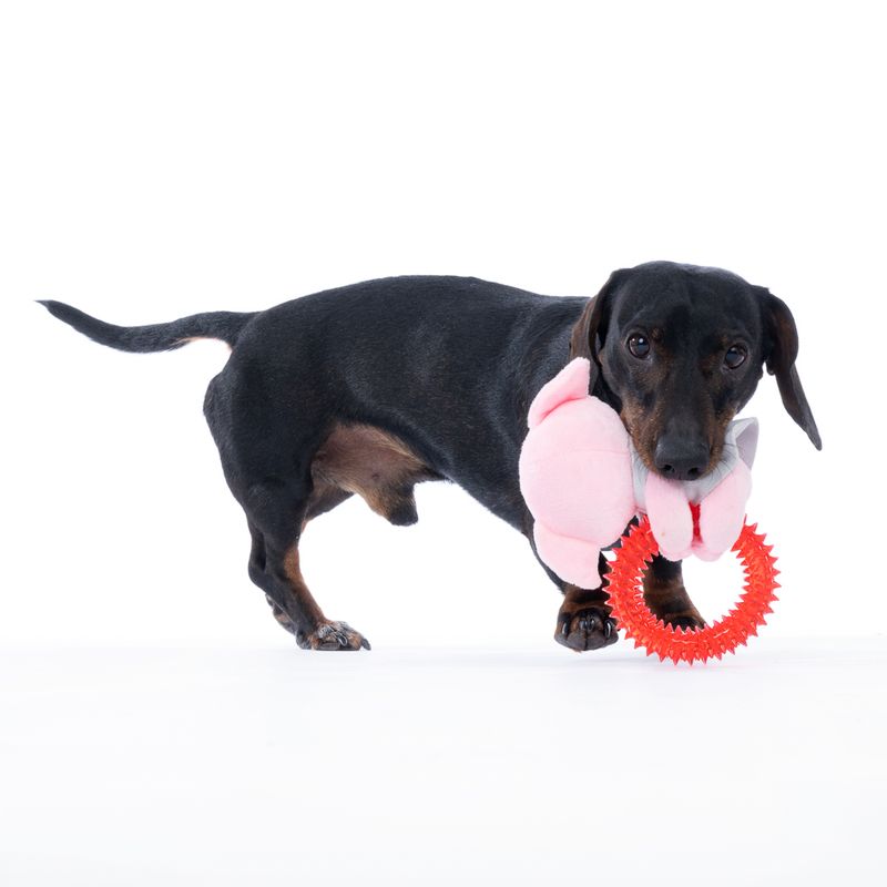 Warner Bros™ Harry Potter Dobby with Ring Dog Toy approx. 19 x 15 x 5 cm (L x W x H)