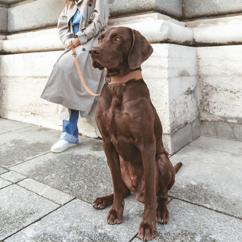 Nomad Tales Bloom Leash, caramel 200 cm long, 20 mm wide