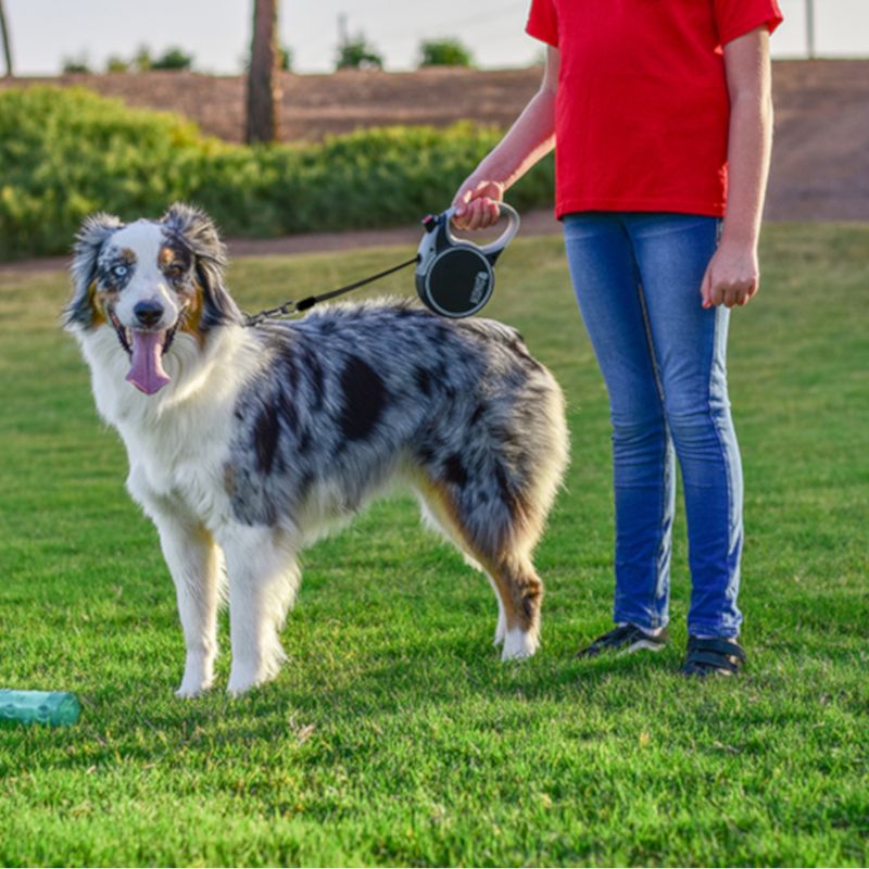 KONG Terrain Retractable Leash Black Size M: up to 30kg, leash length approx. 5m