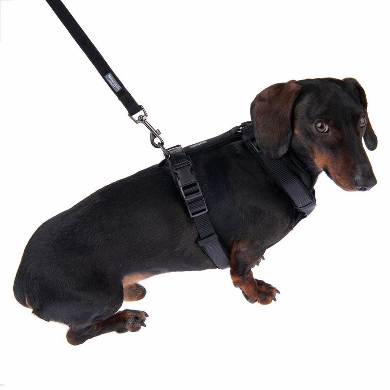 Nomad Tales Blush Dog Leash, ebony 200 cm long, 20 mm wide