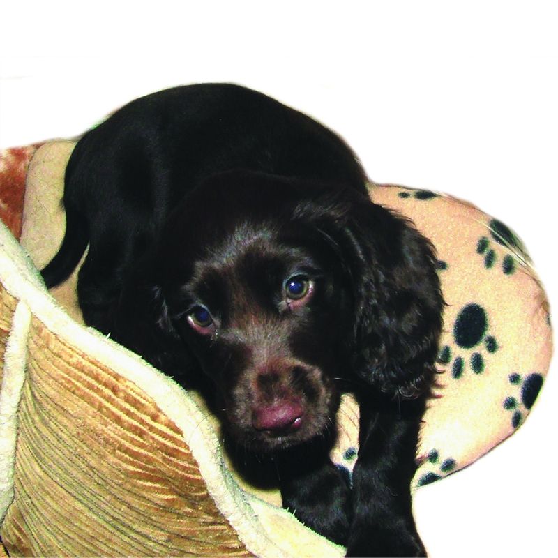 SnuggleSafe Heat Pad for Pets SnuggleSafe Heat Pad & Fleece Cover