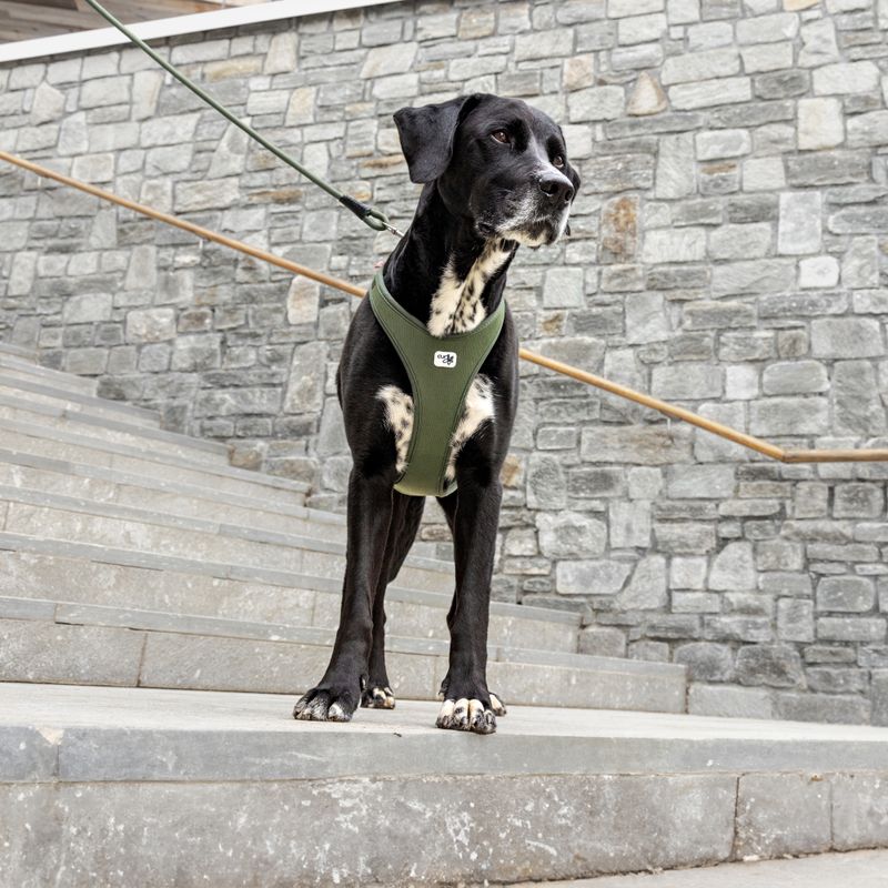 Curli Belka Harness Air-Mesh - Moss Size XL: Chest Circumference 55.5 - 62.7cm