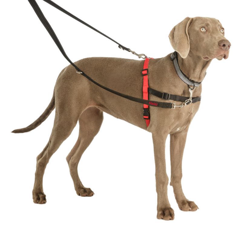 Halti Training Lead Forest Green (200 cm long, 15 mm wide)