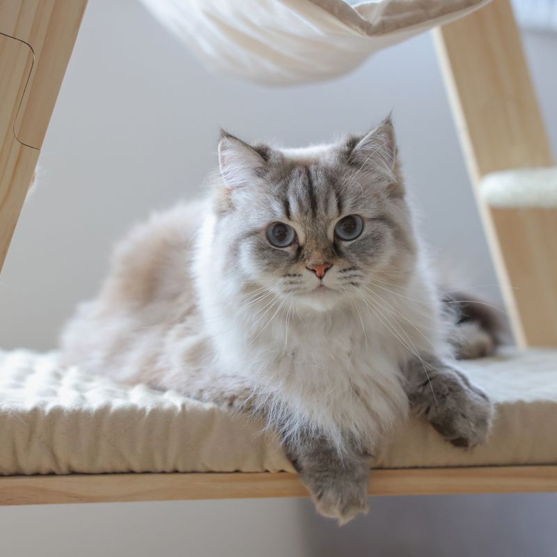 Kerbl Pet Ladder Scratching Post Beige