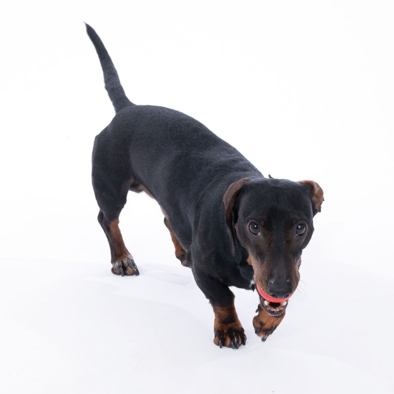 zooplus Basics Rubber Balls for Dogs Set of 3