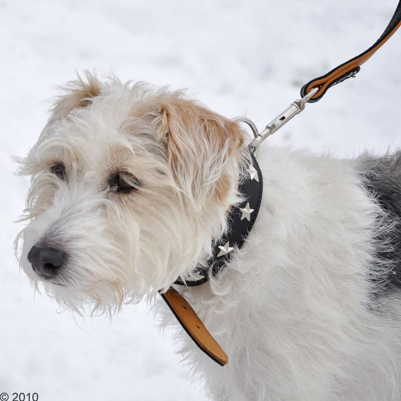 Heim Leather Lead & Collar Set - Stars Set 1