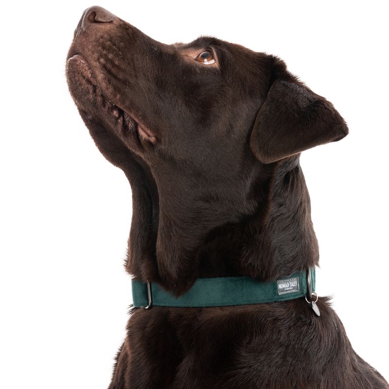 Nomad Tales Blush Collar - Emerald Size XS: 24 - 36 cm neck circumference, W 10 mm