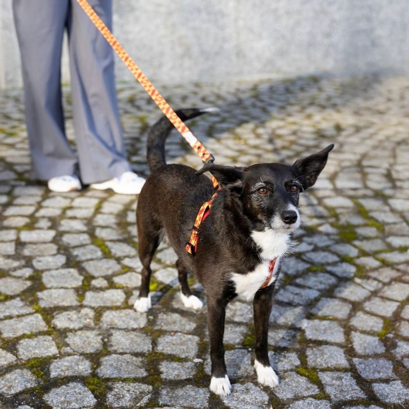 Harry Potter Gryffindor Harness Size S: Chest Circumference 39 - 51 cm
