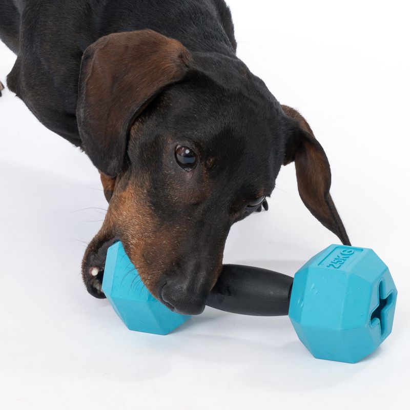 TIAKI Rubber Dumbbell Chew Toy 1 Toy