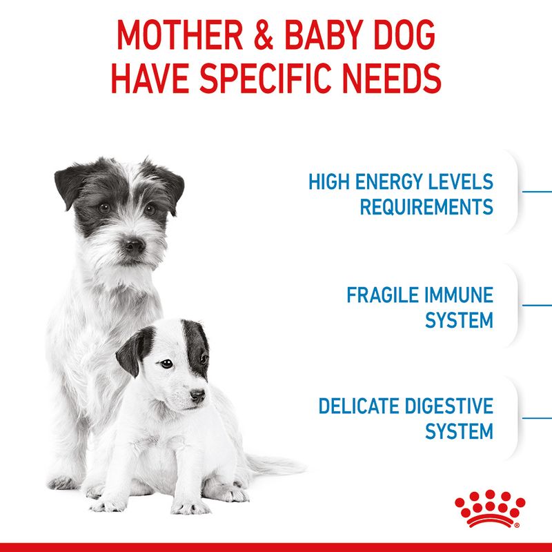 Royal Canin Mini Starter Mother & Babydog 4kg