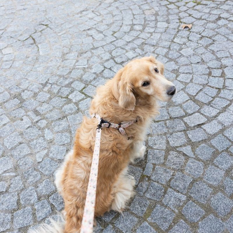 Harry Potter Deathly Hallows Dog Lead 200cm Length, 20mm Width