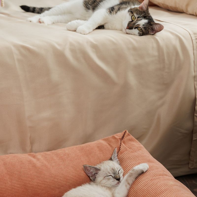 Modern Living Gaffney Cuddly Bed 60 x 60 x 22 cm (L x W x H)