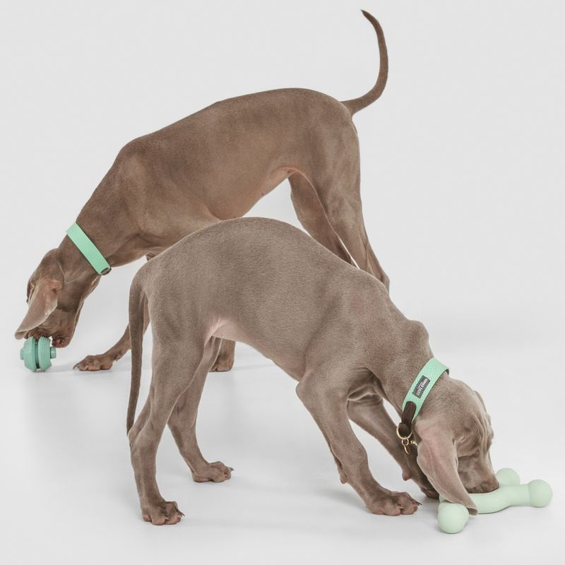 Nomad Tales Bloom Dog Toy Molecule L 25.5 x H 16 x W 3.5 cm