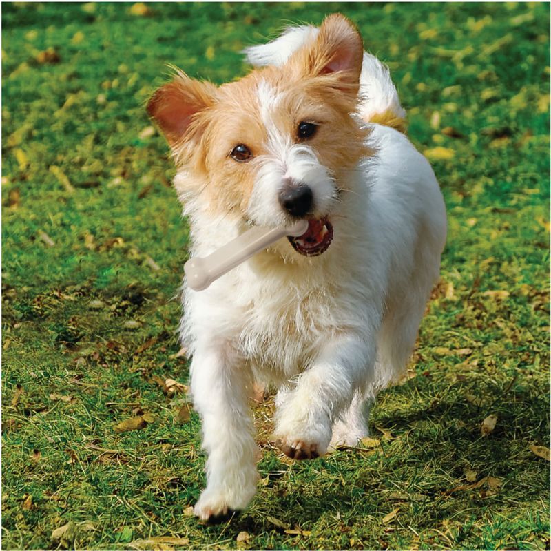 Nylabone DuraChew Bone - Chicken L