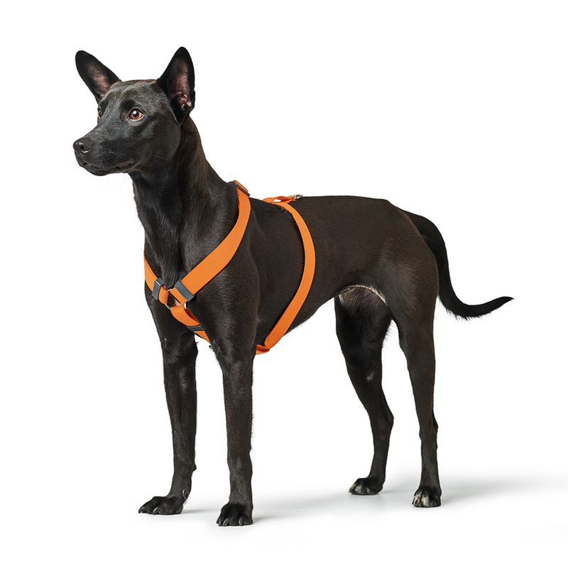 HUNTER harness London Vario Rapid, orange Size XXS-XS: 32-52 cm abdominal girth