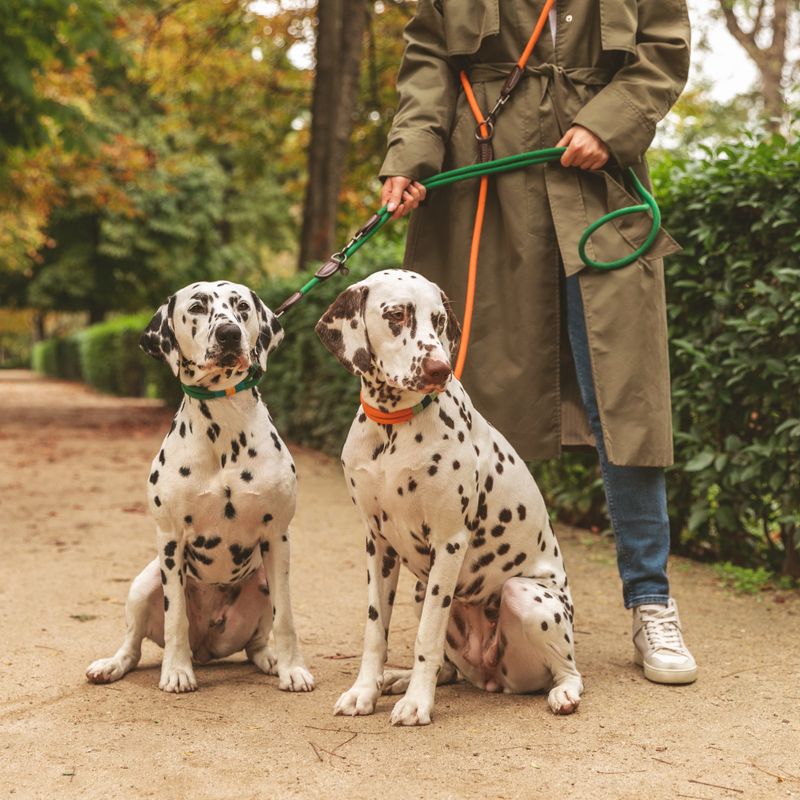 Nomad Tales Spirit Collar, tangerine Size XS: 30 - 36 cm neck circumference, W 30 mm