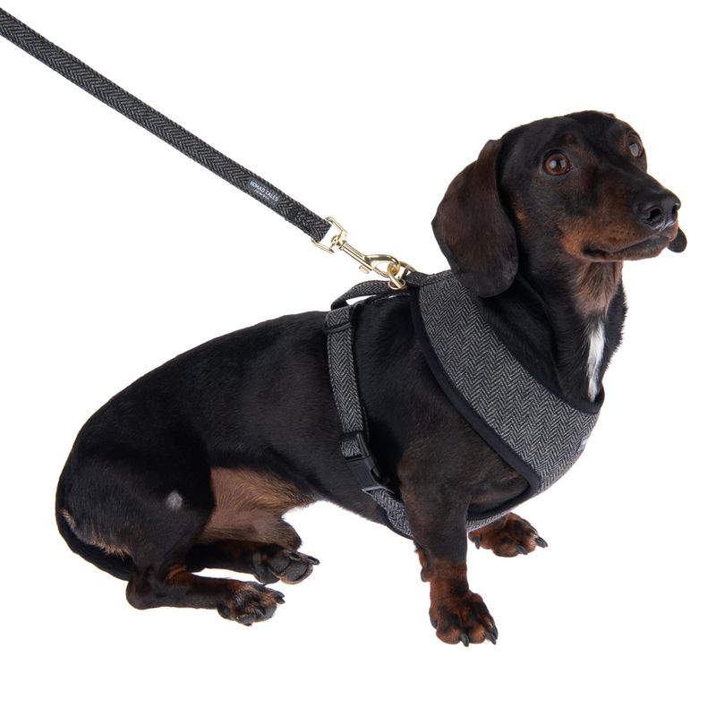 Nomad Tales Calma Dog Leash, ebony 200 cm long, 20 mm wide